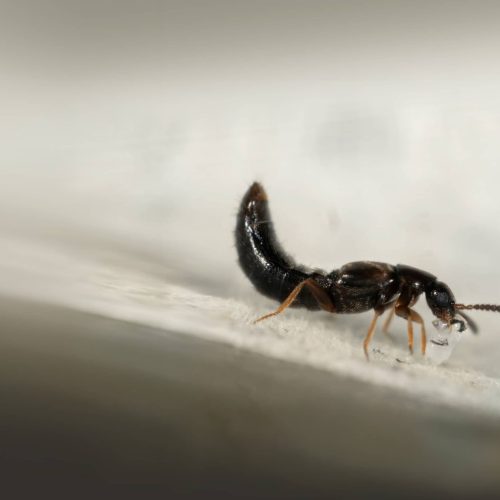 adult-predatory-greenhouse-rove-beetle-dalotia-coriaria-feeding-on-BEPNKB