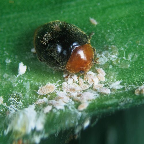 australian-ladybird-cryptolaemus-montrouzieri-feeding-on-citrus-mealybugs-B86NKF