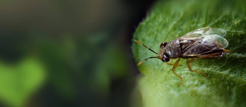 big-eyed-bug-geocoris-pallens-adult-on-cotton-beneficial-both-adults-D03RA1