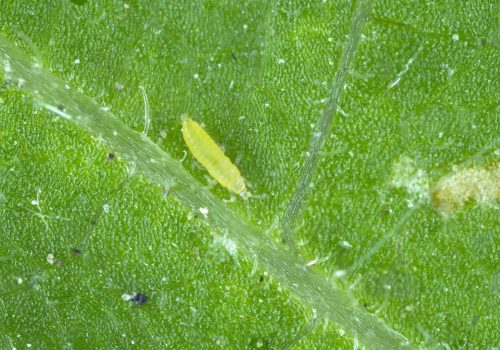 larvae-of-tiny-thrips-on-the-underside-of-the-leaves-2EG4X3E (1) (1)