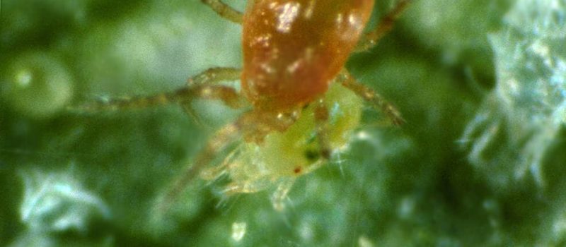predatory-mite-phytoseiulus-persimilis-attacking-two-spotted-spider-AE7HXT (1)
