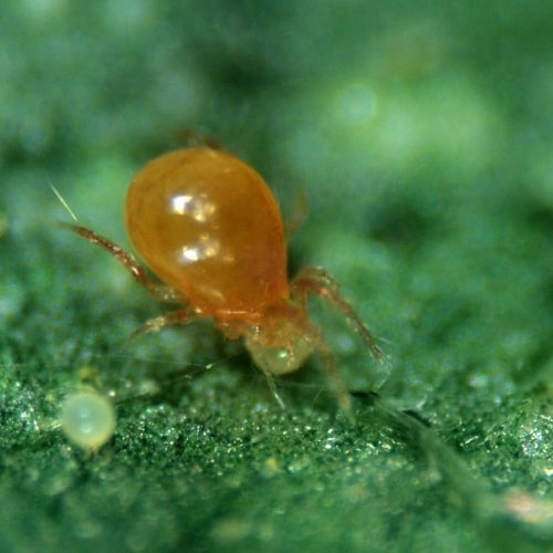 predatory-mite-phytoseiulus-persimilis-feeding-on-two-spot-spider-AE54RH